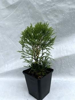 Туя Даніка Hanna forest висота 20 см горщик 0.5 л