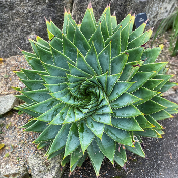 Насіння Спіральне алое, Aloe polyphylla 3 шт/уп