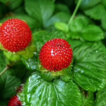 Насіння Дюшенея індійська, Duchesnea indica 10 шт/уп