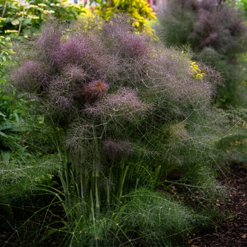 Насіння Фенхель бронзовий 'Purpureum', Foeniculum vulgare 10 шт/уп