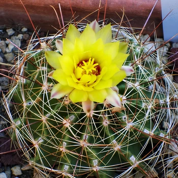 Семена Телокактус Сетиспинус, Thelocactus setispinus 5 шт/уп