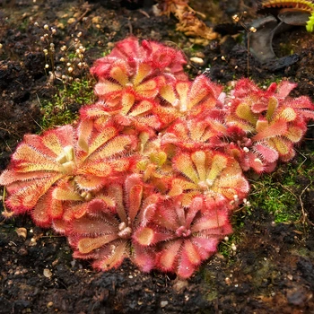 Семена Росянка Алисы, Drosera aliciae 5 шт/уп