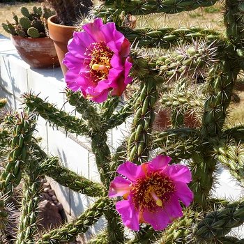 Семена Цилиндропунция черепитчатая (морозостойкая), Cylindropuntia imbricata 10 шт/уп