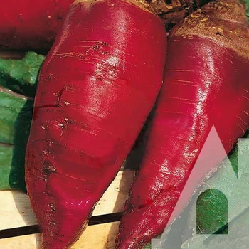Свекла кормовая Красный мамонт, 300 г (ПЭ-пак), Садиба