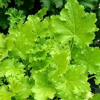 Гейхера "Lime Rickey" Садовые растения, многолетние цветы, рассада, саженцы, травы