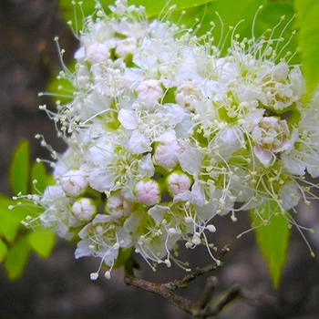 Саджанці Яскрава Спірея japonica Albiflora контейнер 0.5 л (52558)