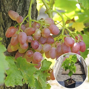 Саженцы Яскрава Виноград кишмиш Лучистый (контейнер 2л) (39265)