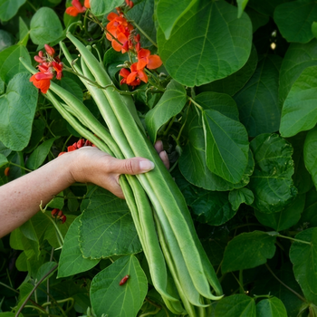 Семена Фасоль многоцветковая 'Guinness Record', Phaseolus coccineus 3 шт/уп