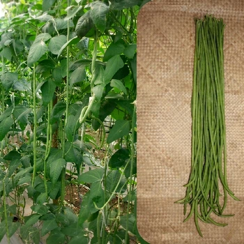 Насіння Вігна спаржева 'Envi', Vigna unguiculata subsp. sesquipedalis 5 шт/уп