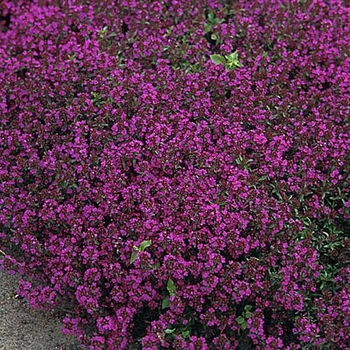 Саджанці Чебрецю (Тим'ян) раннього Пурпл Б'юті (Purple Beauty)в 380 гр горщику
