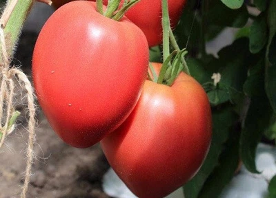 Семена сердцевидного томата Король Лондона 15 семян