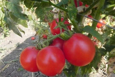 Семена томата Зинуля 30 семян