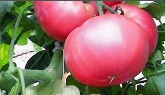 Семена сердцевидного томата Исидзуки 15 семян