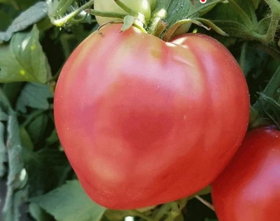 Семена сердцевидного томата R-10 15 семян