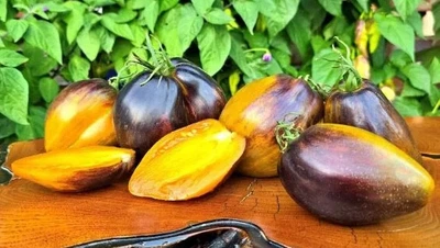 Насіння томату Охрова вуаль (Ochre Veil) 5 насінин