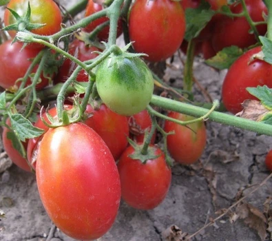 Семена мелкоплодного черри томата Баттерфляй 30 семян
