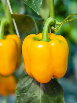 Насіння перцю Каліфорнійське диво золоте 20 насінин