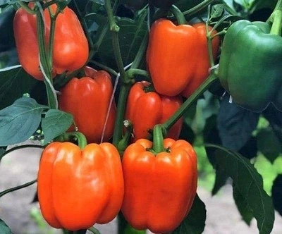 Семена перца Афродита 20 семян