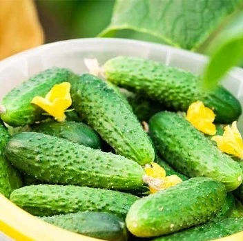 Насіння огірка Парижський корнішон 0,5 гр