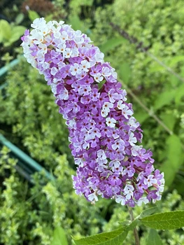 Буддлея Давида "Berries and Cream" горщик 1л