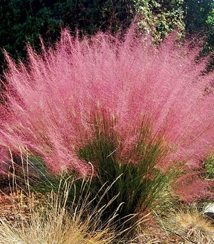 Muhlenbergia capillaris многолетние цветы, травы