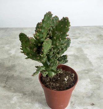 Опунция Opuntia monacantha monstruosa D5.5 см Кактус Суккулент Комнатное растение