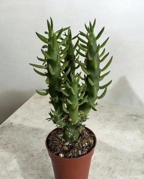 Аустроцилиндропунция Austrocylindropuntia Subulata D5.5 см Кактус Суккулент Комнатное растение
