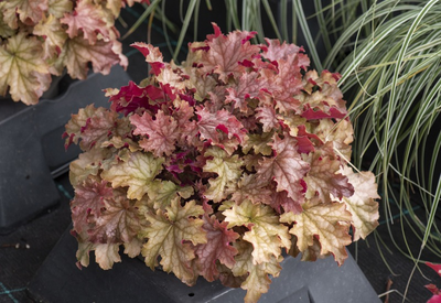 Гейхера Амаретто Heuchera World Caffe Amaretto C3