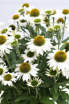 Ехінацея Кісмет Вайт, Echinacea Kismet White С3