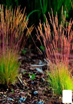 Саджанці Овсяниця Готьє червонолиста "Sunrise" (Festuca Sunrise) у горщику 0,5л