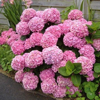 Гортензия крупнолистная* "Early Pink" декоративные саженцы для сада
