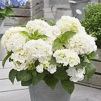 Гортензия крупнолистная "Saxon Bright White" гортензия садовая крупнолистная