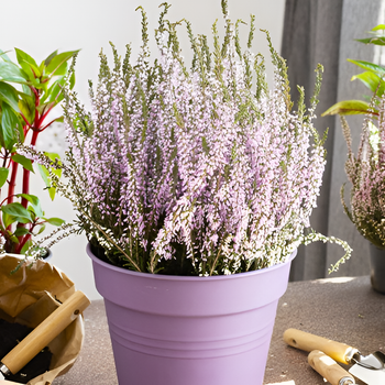Вереск обыкновенный „Frühe Lisbeth“ (Calluna vulgaris „Frühe Lisbeth“)