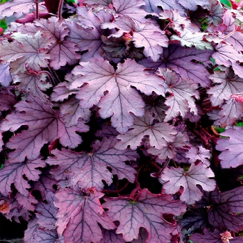 Гейхерелла "Plum Cascade" садові квіти, декоративні кущі для саду, саджанці, квіти багаторічні, дерева