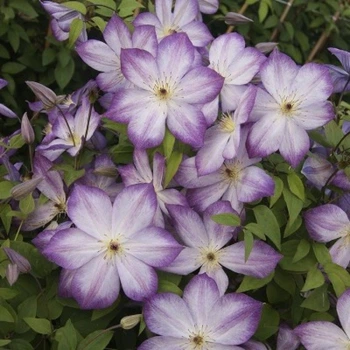 Клематис Пернил (Clematis Pernille) горщик р9