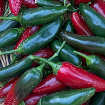 Насіння Перець гострий Халапеньйо 'Big Guy', Capsicum annuum 5 шт/уп