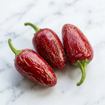 Насіння Перець гострий Халапеньйо Farmers Market Round, Capsicum annuum 5 шт/уп