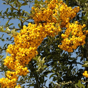 Пираканта "Soleil d'Or" садовые растения вечнозеленые