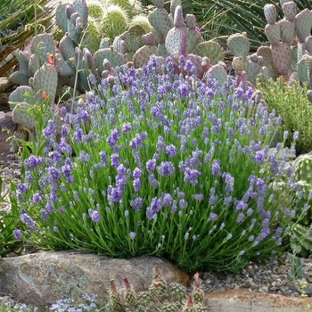 Саженцы Лаванды Английской узколистной (Lavandula angustifolia, L. officinalis) Р9