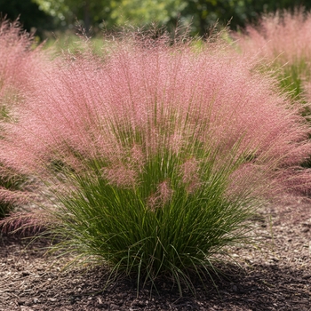 Саджанці Мюленбергії волосовидної (Muhlenbergia reverchonii) Р9