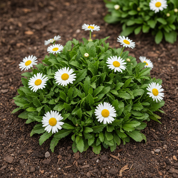 Саженцы Ромашки Садовой (Leucanthemum) P9