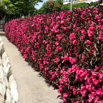 Саджанці Вейгели квітучої Олександра (Weigela florida Alexandra) Р9