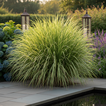 Саженцы Мискантуса китайского Зебринус (Miscanthus sinensis Zebrinus)