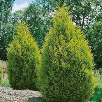 Саджанці Купрессоципариса Лейланда (Cupressocyparis leylandii) Р9