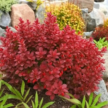 Барбарис "Red Compact" садовые кустарники ,цветы