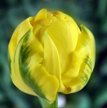 Тюльпан Golden Jewel махровий цибулина (1 шт.)