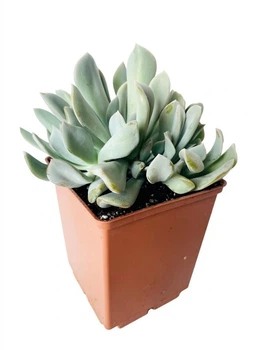 Суккулент Эхеверия Топси Турве (Echeveria runyonii Topsy Turvy) две точки роста (s008s-2)