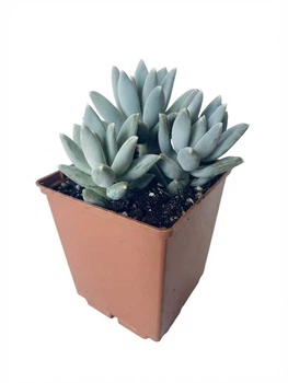 Суккулент Эхеверия Хукера (Echeveria Hookeri) (s017s-3)