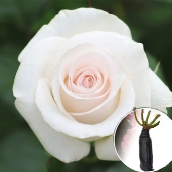 Троянда Akito (Акіто) саджанець в плівці Matla Flowers