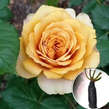 Троянда Golden Mustard (Голден Мустард) саджанець в плівці Matla Flowers